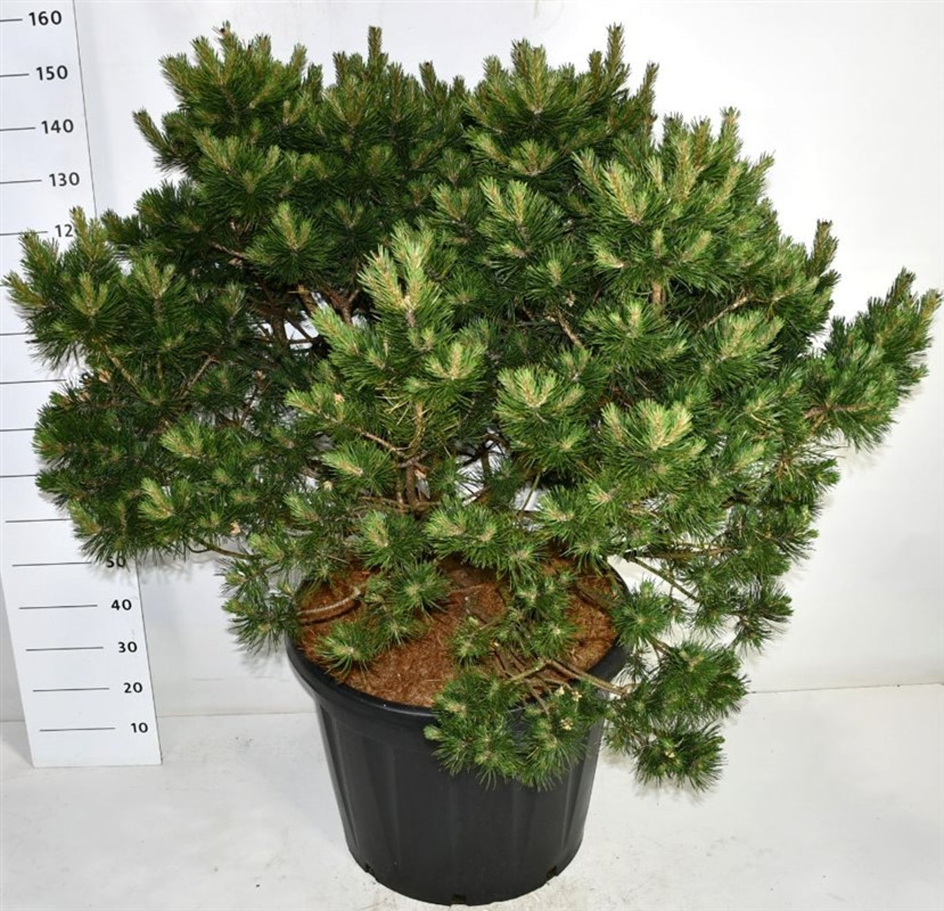 Pinus mugo 'Gnom' - C110 125-150 CM